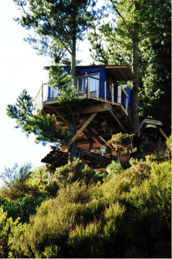 tree bach palmertson north